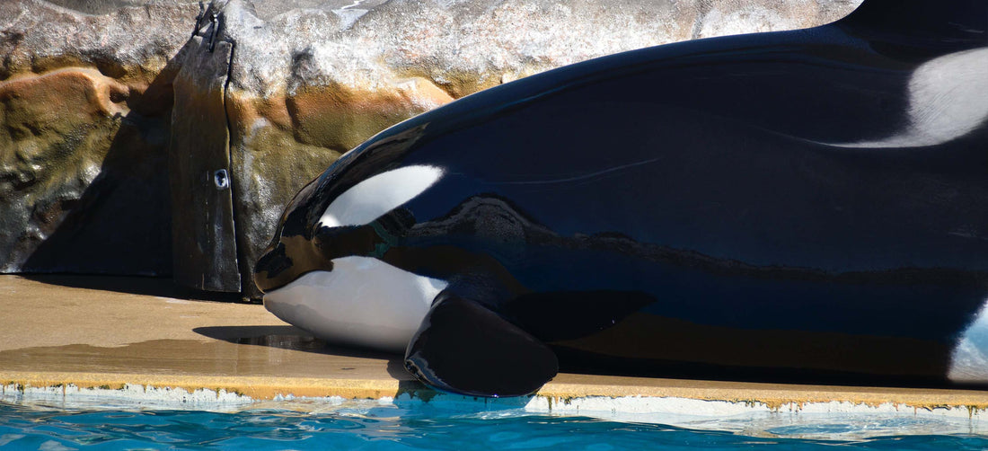 Warum Orcas in Gefangenschaft leiden und was wir dagegen tun können