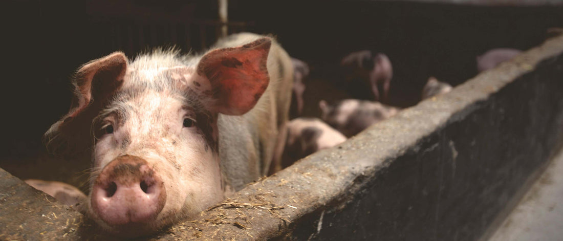 Schweine in der Massentierhaltung, dicht aneinander in einem engen Stall