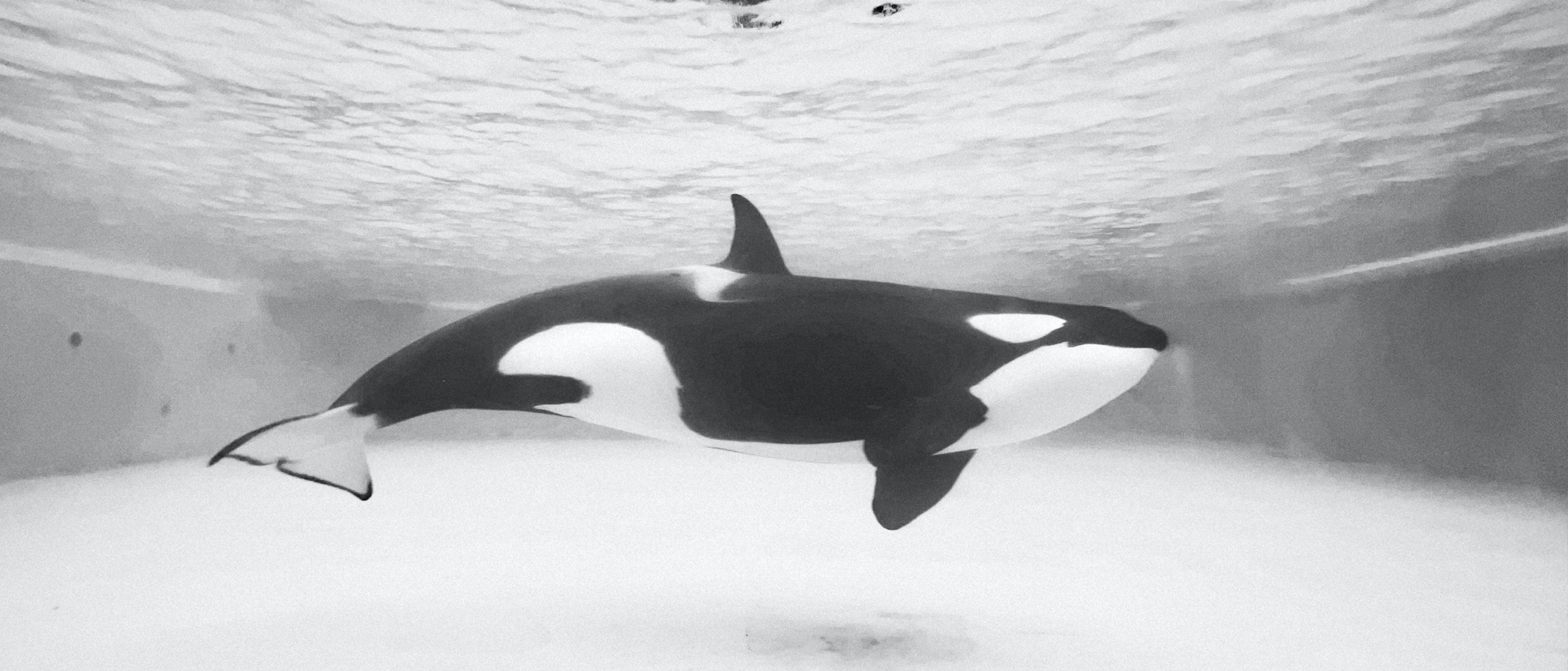 Orca-Wal schwimmt majestätisch im Ozean - Symbol für beeindruckende Tierwelt und natürliche Schönheit